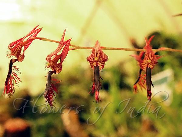 Tremulous Bulb-Leaf Orchid